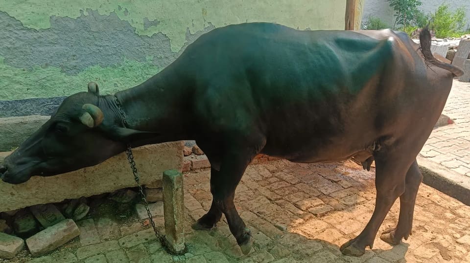 Murrah Buffalo in  UTTAR PRADESH