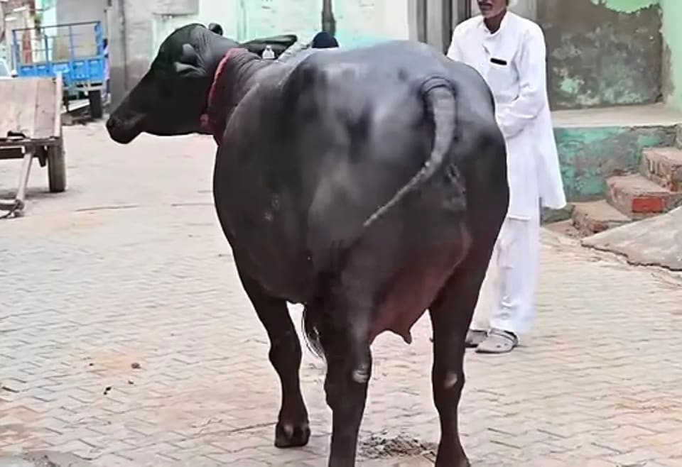 Murrah Buffalo in  MAHARASHTRA