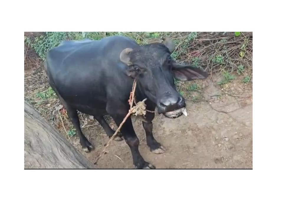 Others Buffalo in UTTAR PRADESH