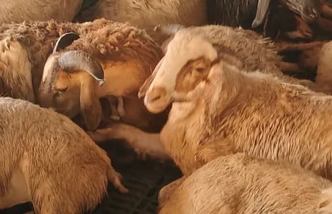 Sindhanoor Sheep in  ANDHRA PRADESH