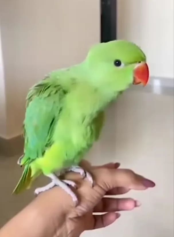 Parrotlet Parrot O0980 in  BIHAR