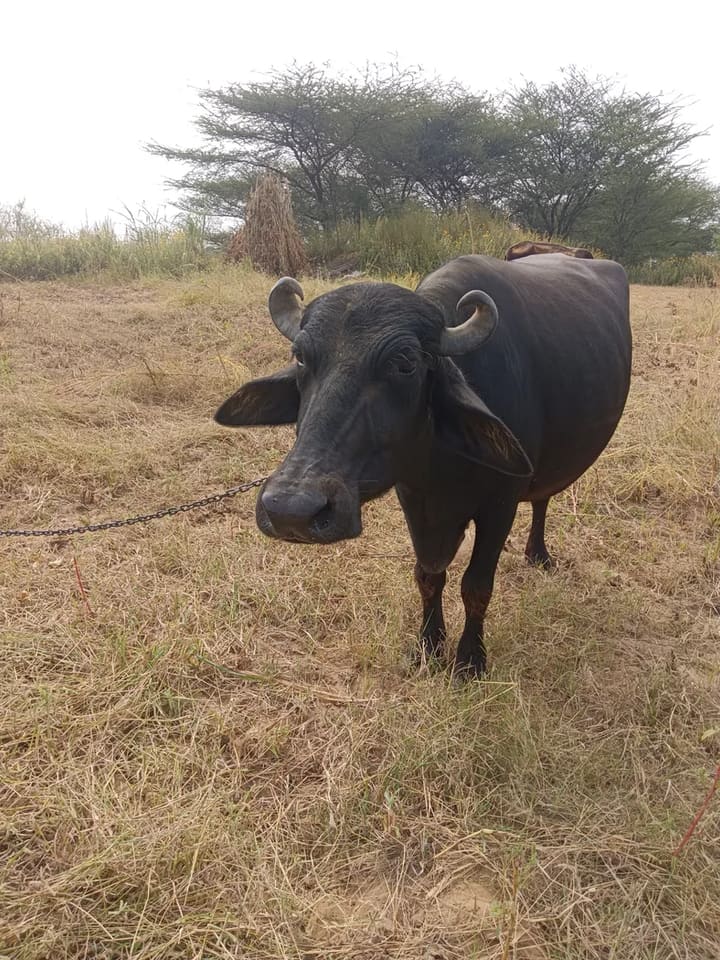 Murrah Buffalo in  RAJASTHAN