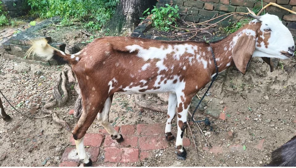 Goat Goat O0230 in  UTTAR PRADESH