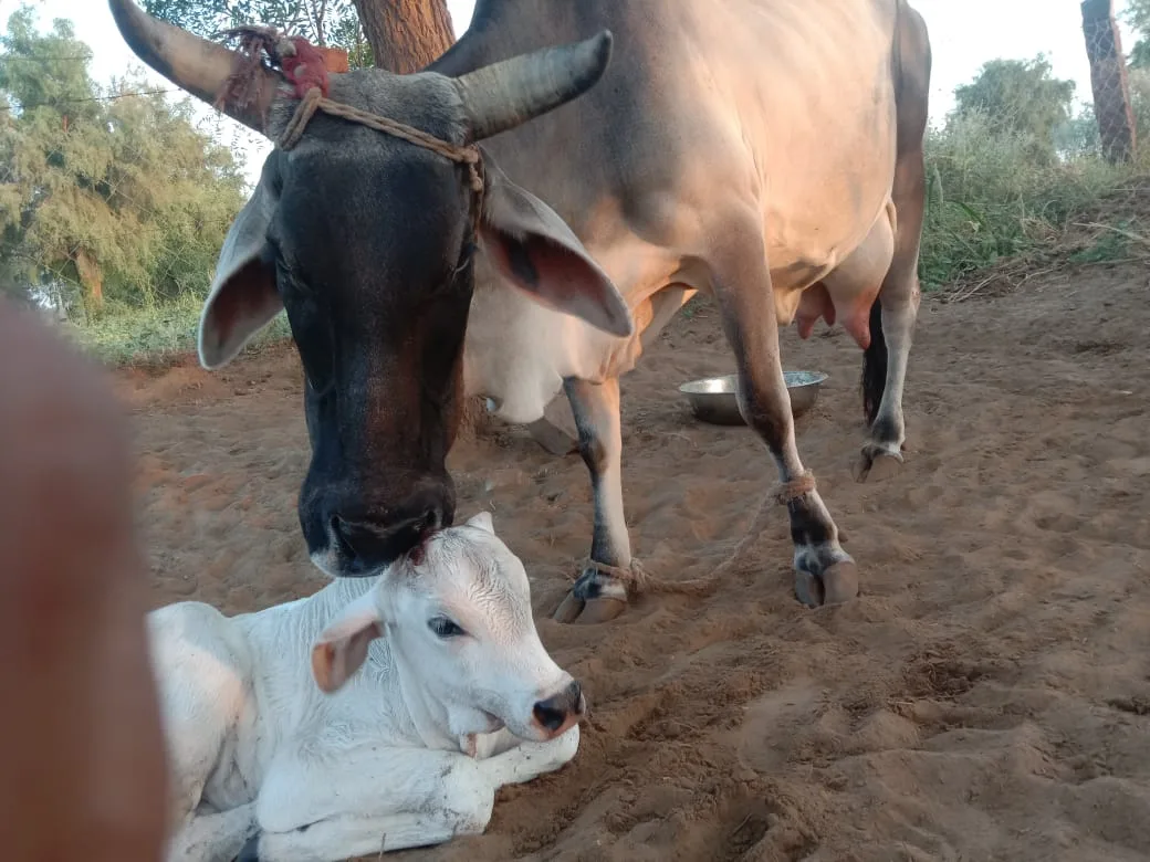 Sahiwal Cow in  RAJASTHAN