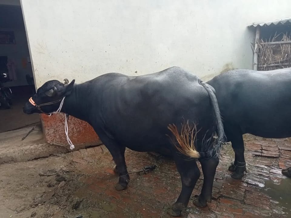 Murrah Buffalo M4725 in  UTTAR PRADESH