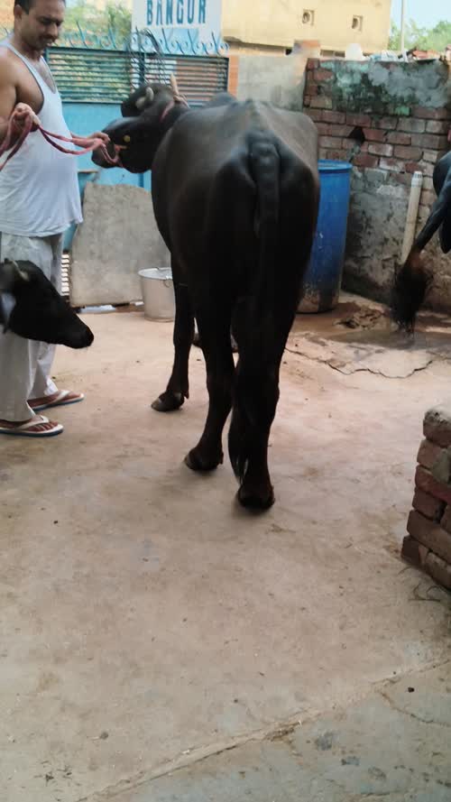 Murrah Heifer Buffalo M4728 in  HARYANA