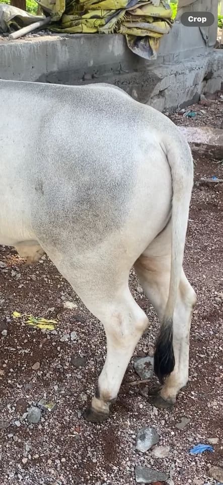 Punganur  Cow in  TELANGANA