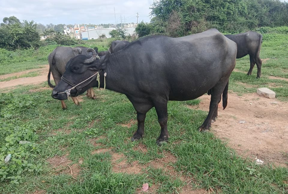 Murrah Buffalo M4853 in  KARNATAKA