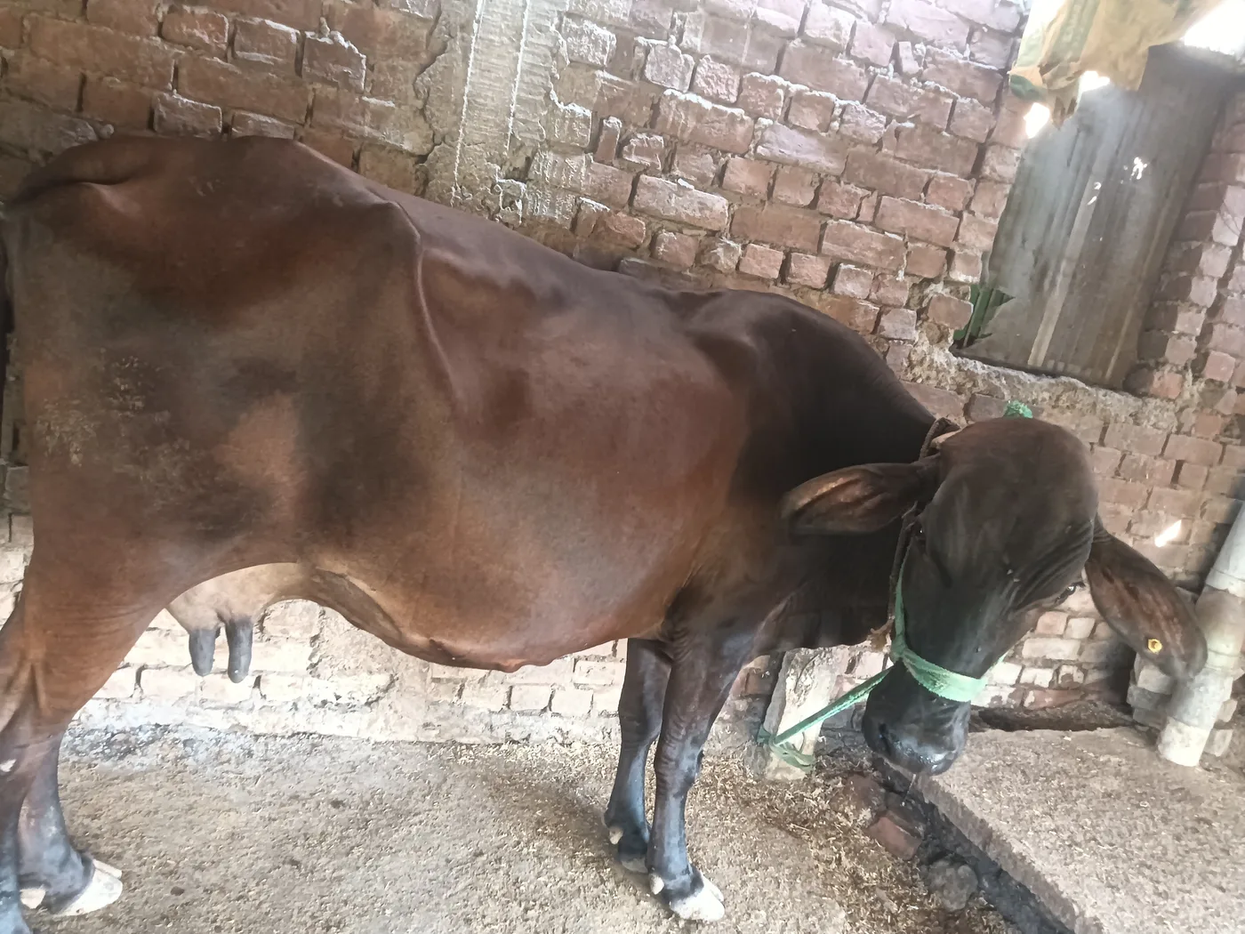 Sahiwal Cow S2018 in  UTTAR PRADESH