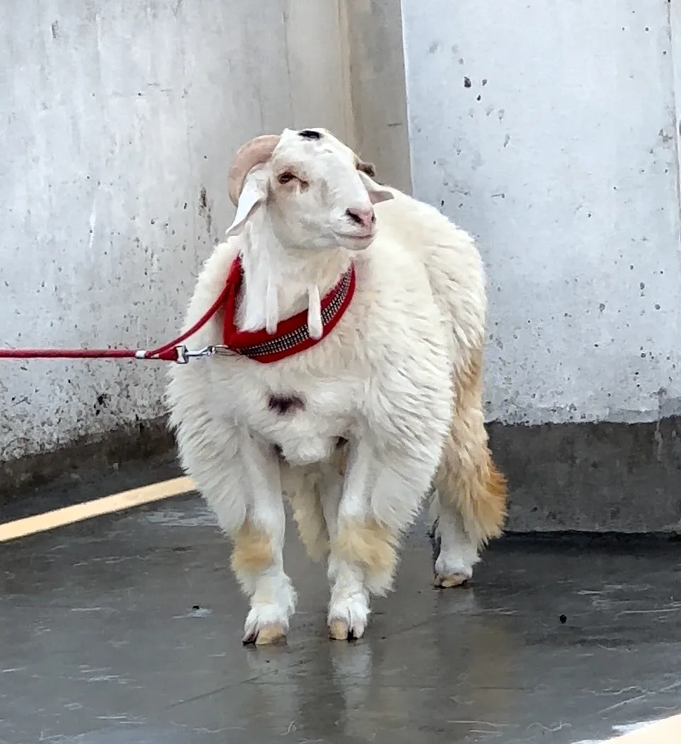 Bannur Sheep in  KARNATAKA