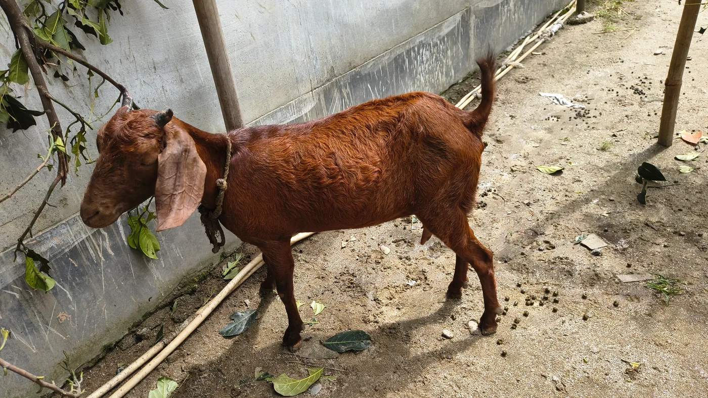 Beetal Goat B0510 in  ASSAM