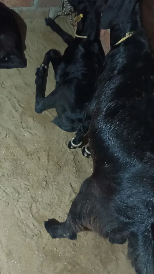 Jakhrana Goat in  HARYANA