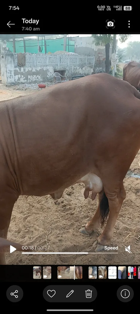 Rathi Cow R0538 in  RAJASTHAN