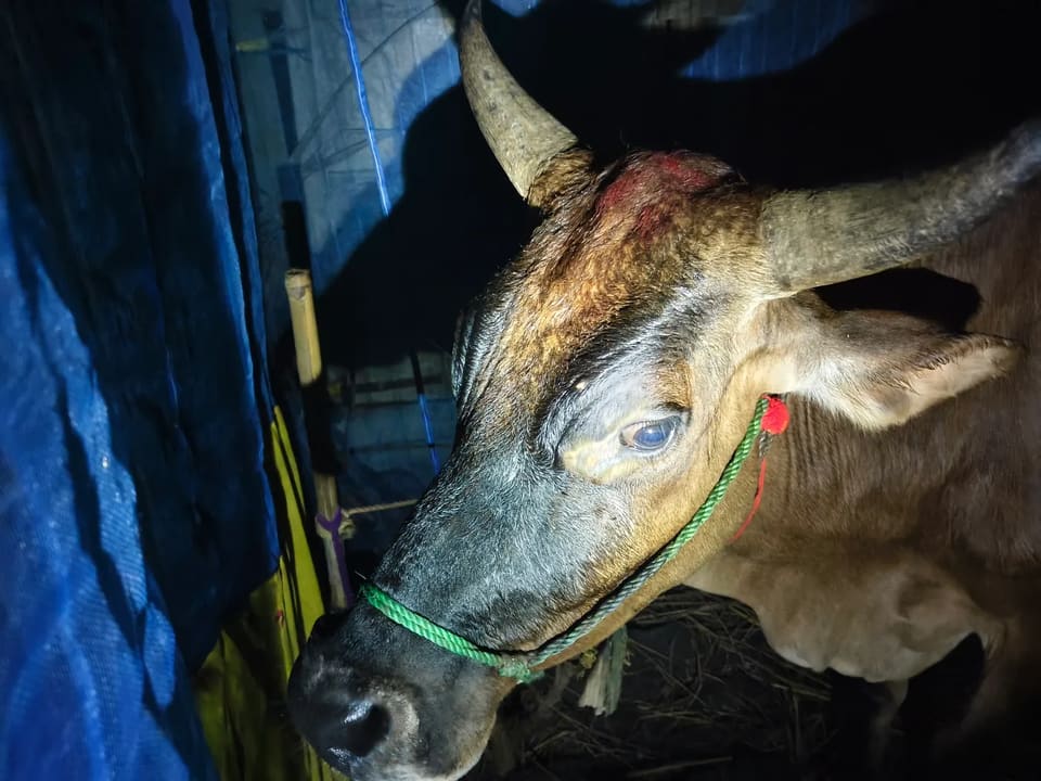 Others Cow in  WEST BENGAL