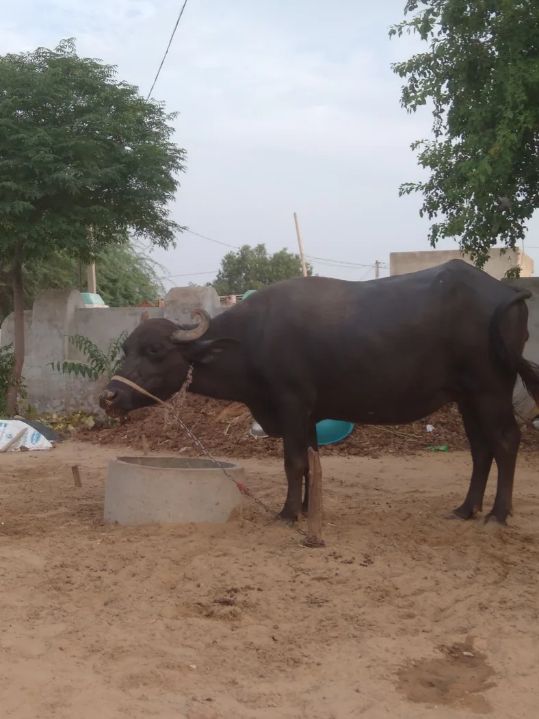 Others Buffalo in  RAJASTHAN