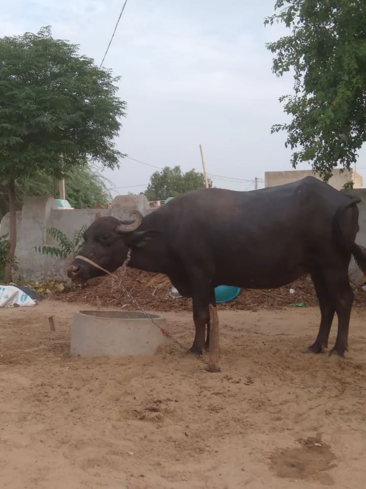 Murrah Buffalo in  RAJASTHAN