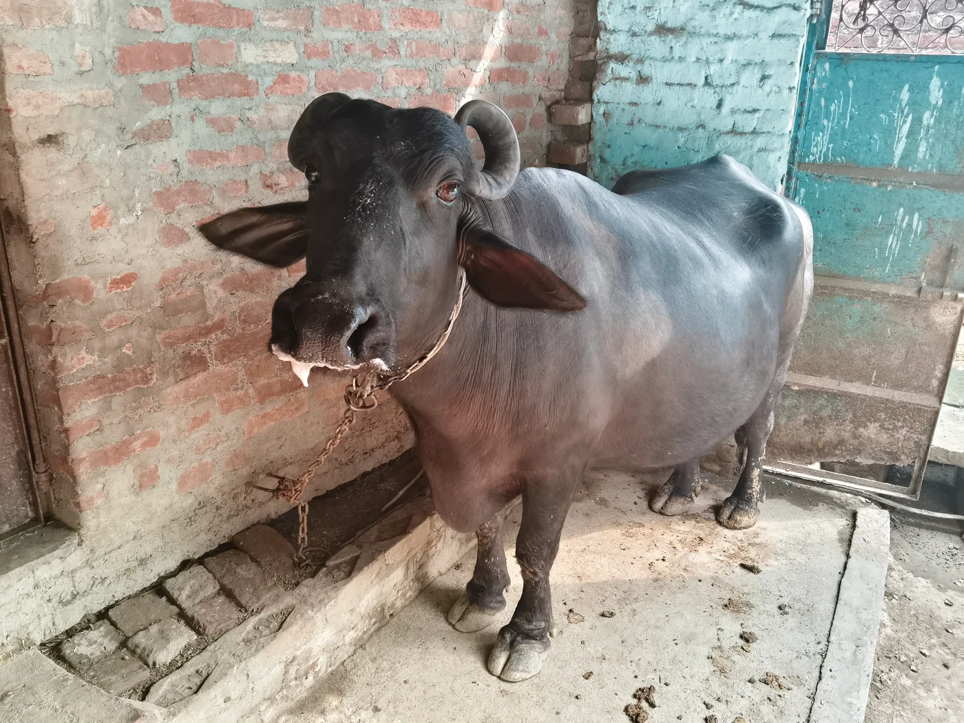 Murrah Buffalo in  UTTAR PRADESH