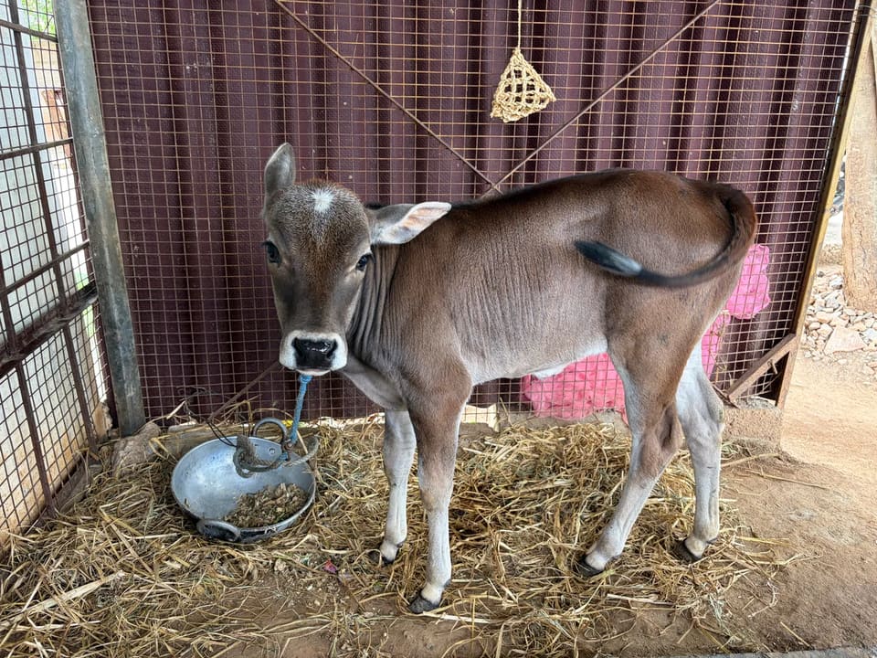 Others Cow in  KARNATAKA