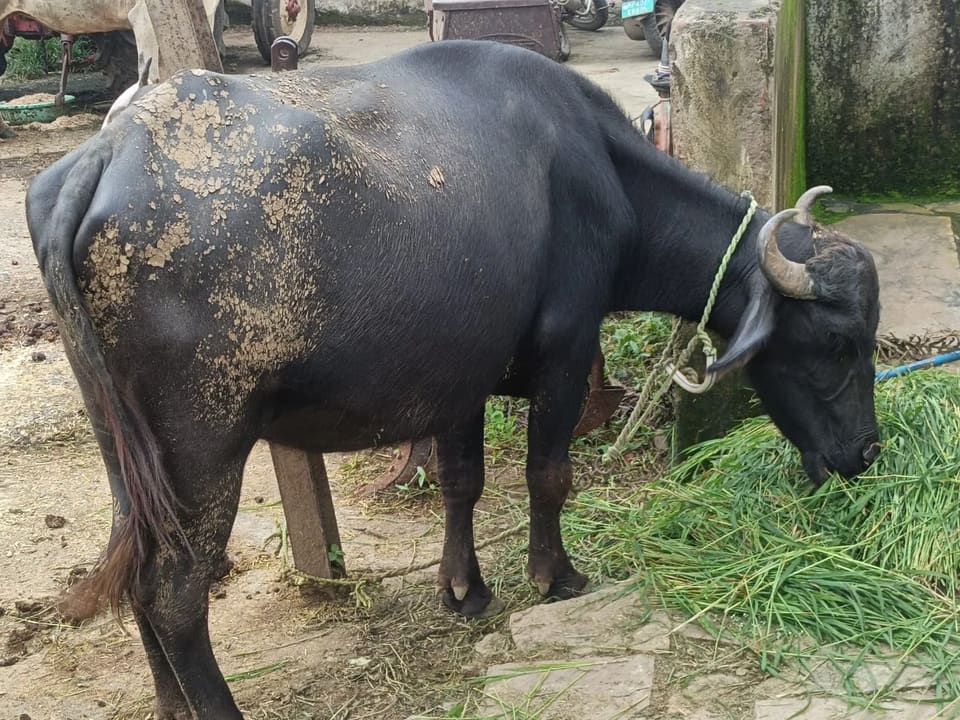 Murrah Buffalo in  MADHYA PRADESH