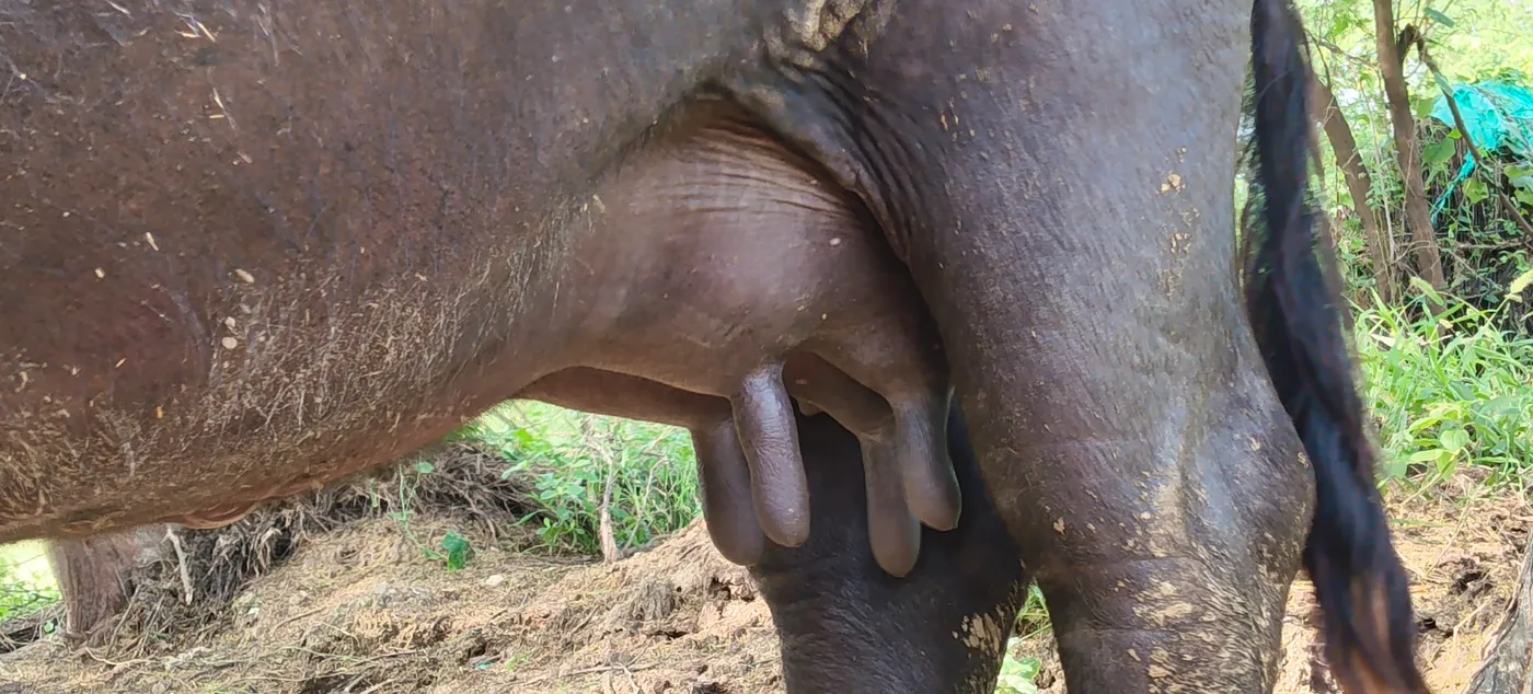 Banni  Buffalo in  UTTAR PRADESH