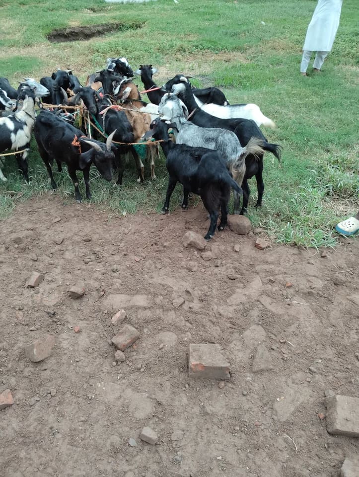 Black Bengal Goat B0094 in  BIHAR