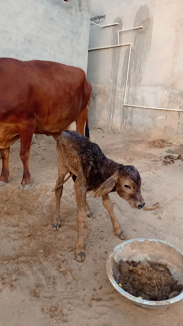 Others Cow in  RAJASTHAN
