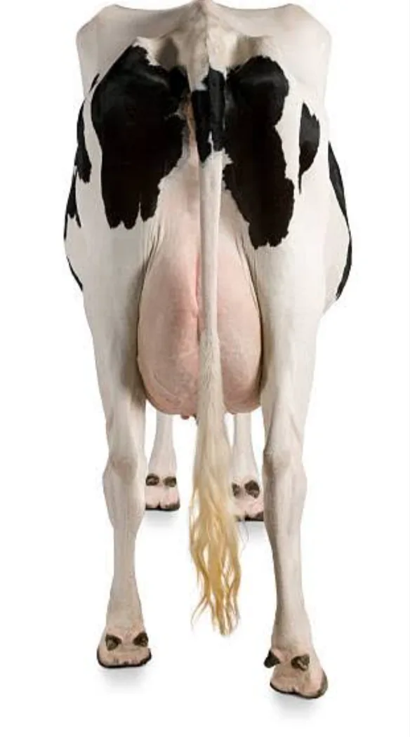 HF Cow in  ODISHA