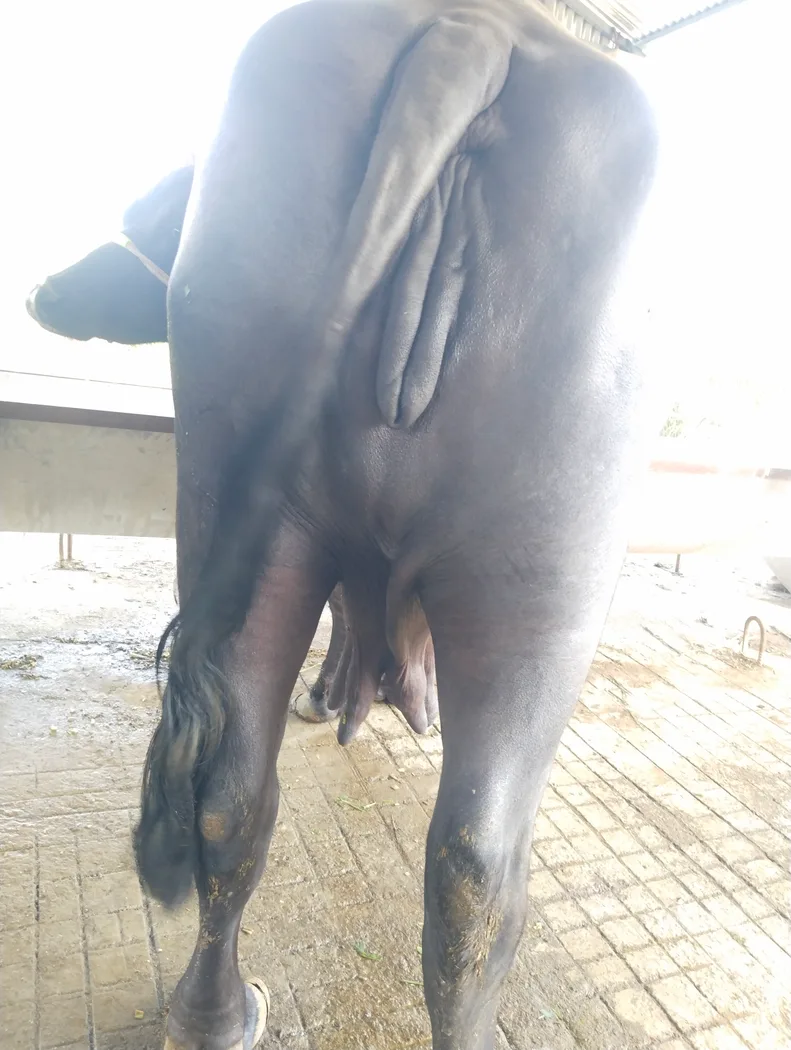 Murrah Buffalo in  MAHARASHTRA