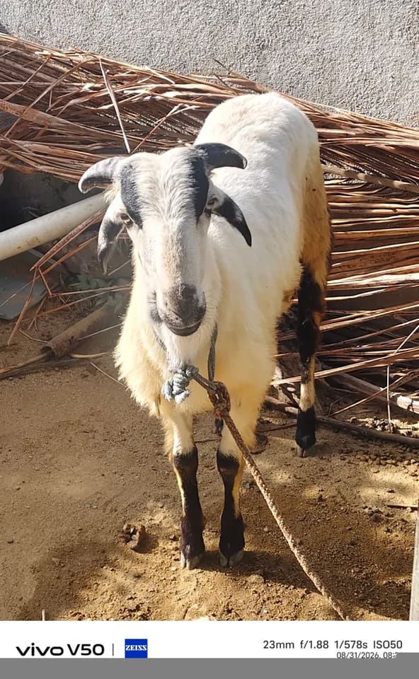 Bannur Sheep in  ANDHRA PRADESH