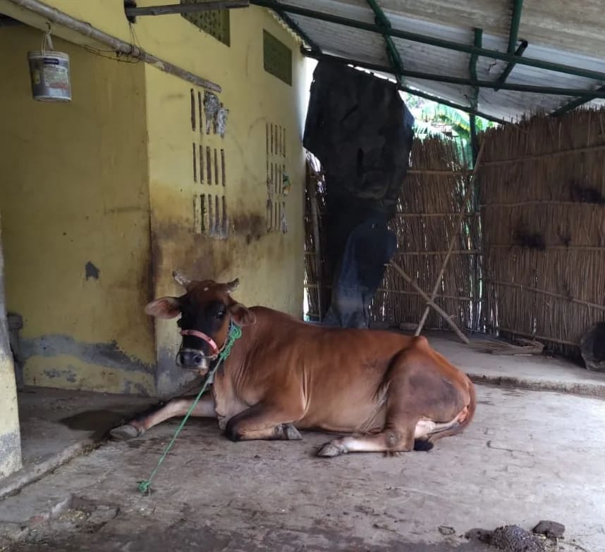 Sahiwal Cow in BIHAR
