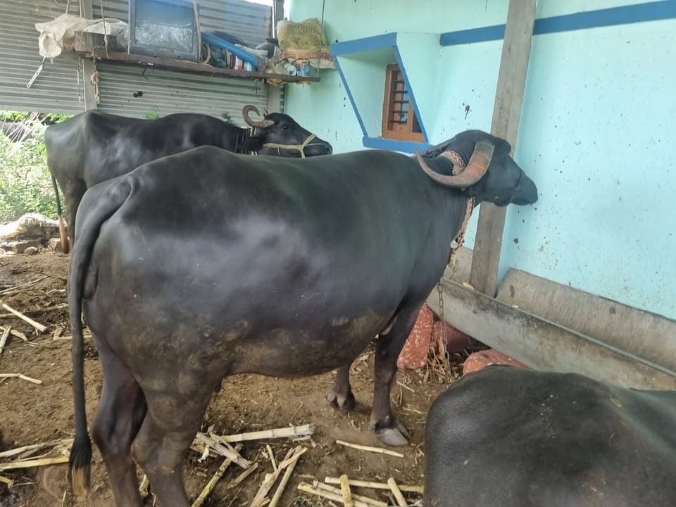 Others Buffalo in  KARNATAKA