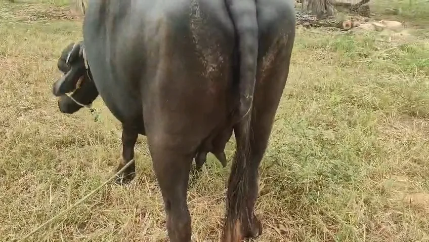 Others Buffalo in  RAJASTHAN