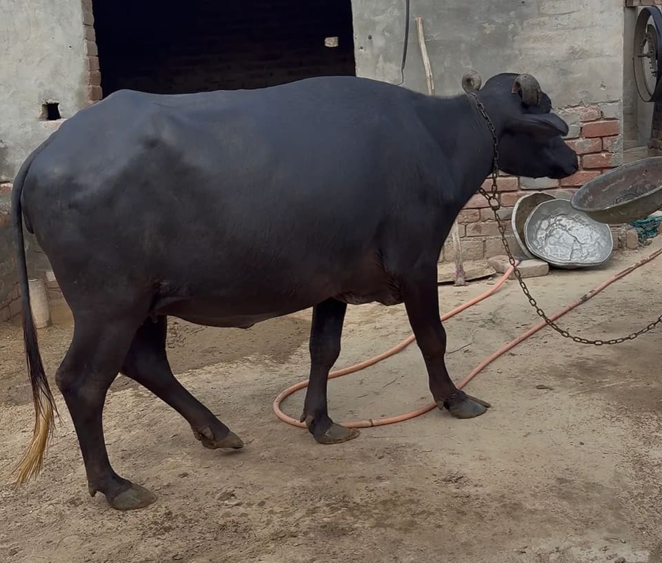 Surti Buffalo S0402 in  RAJASTHAN