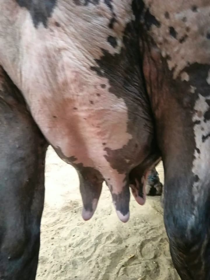 Murrah Buffalo in  HARYANA