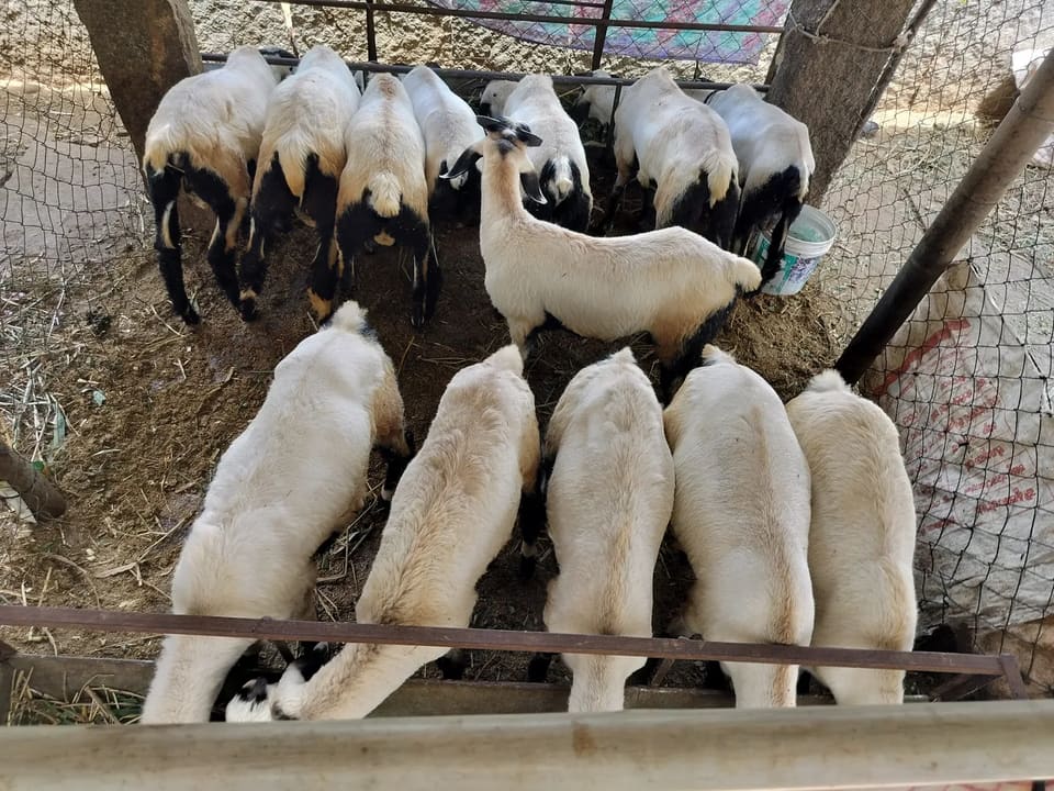 Neelore  Jodipi Sheep in  KARNATAKA