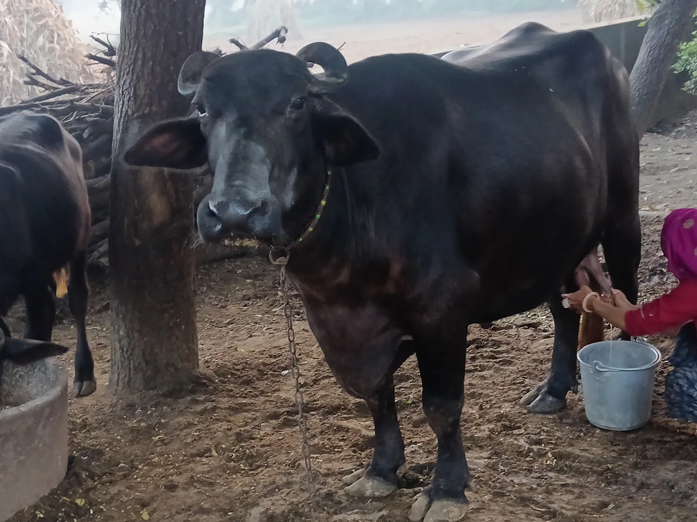 Murrah Buffalo in  RAJASTHAN