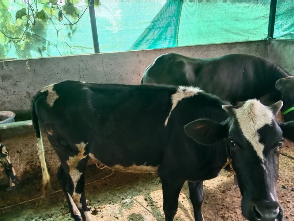 Bail Cow O0512 in  MAHARASHTRA
