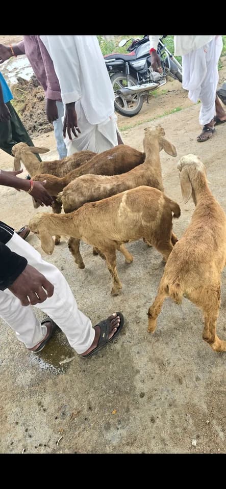 Neelore  Jodipi Sheep N0188 in  TELANGANA