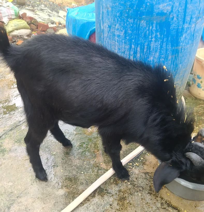 Black Bengal Goat B0102 in  JHARKHAND