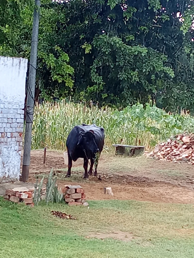 Others Buffalo in  RAJASTHAN