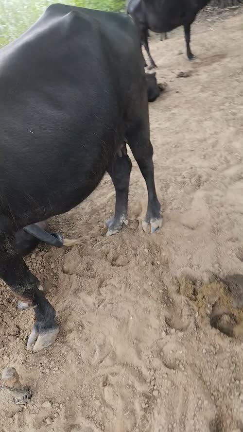 Banni  Buffalo B0570 in  RAJASTHAN
