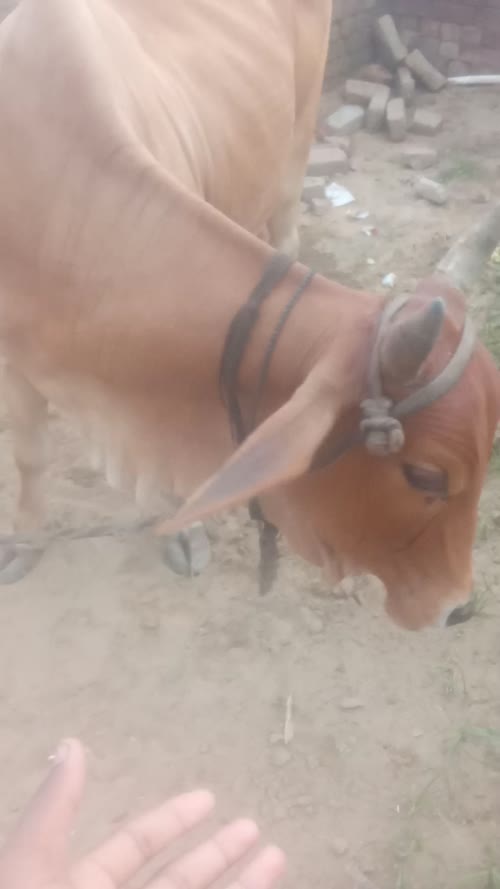 Sahiwal Cow S1851 in  HARYANA