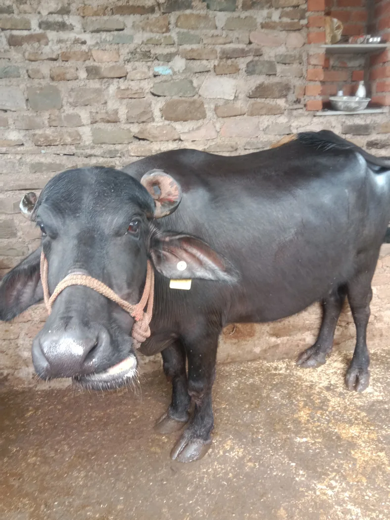 Murrah Buffalo in  RAJASTHAN