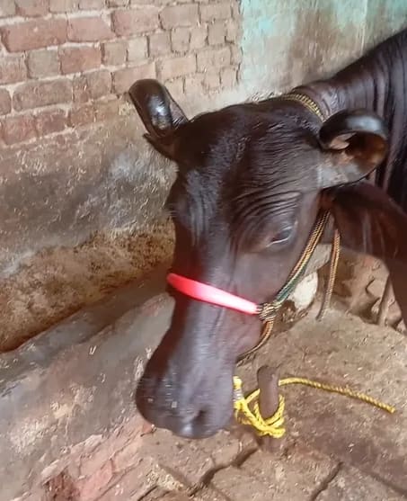 Banni  Buffalo B0563 in  UTTAR PRADESH