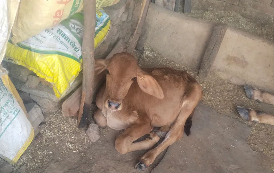 Sahiwal Cow in  HARYANA