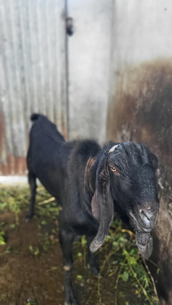 Beetal Goat B0534 in  PUNJAB