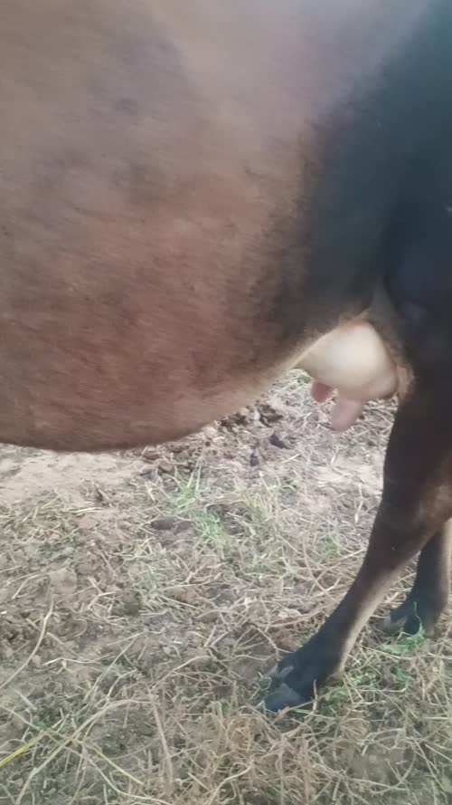 Vechur Cow V0334 in  RAJASTHAN