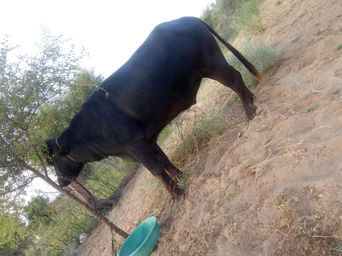 Pure murha Buffalo O0640 in  RAJASTHAN