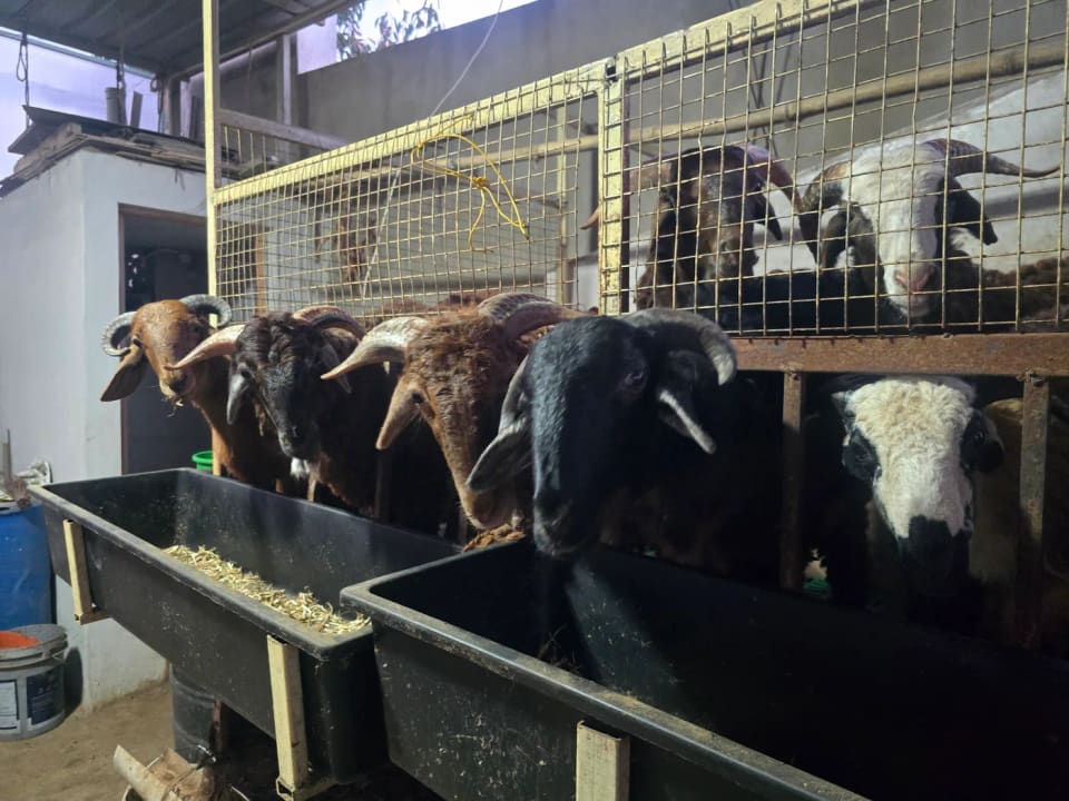 Sindhanoor Sheep S0227 in  KARNATAKA