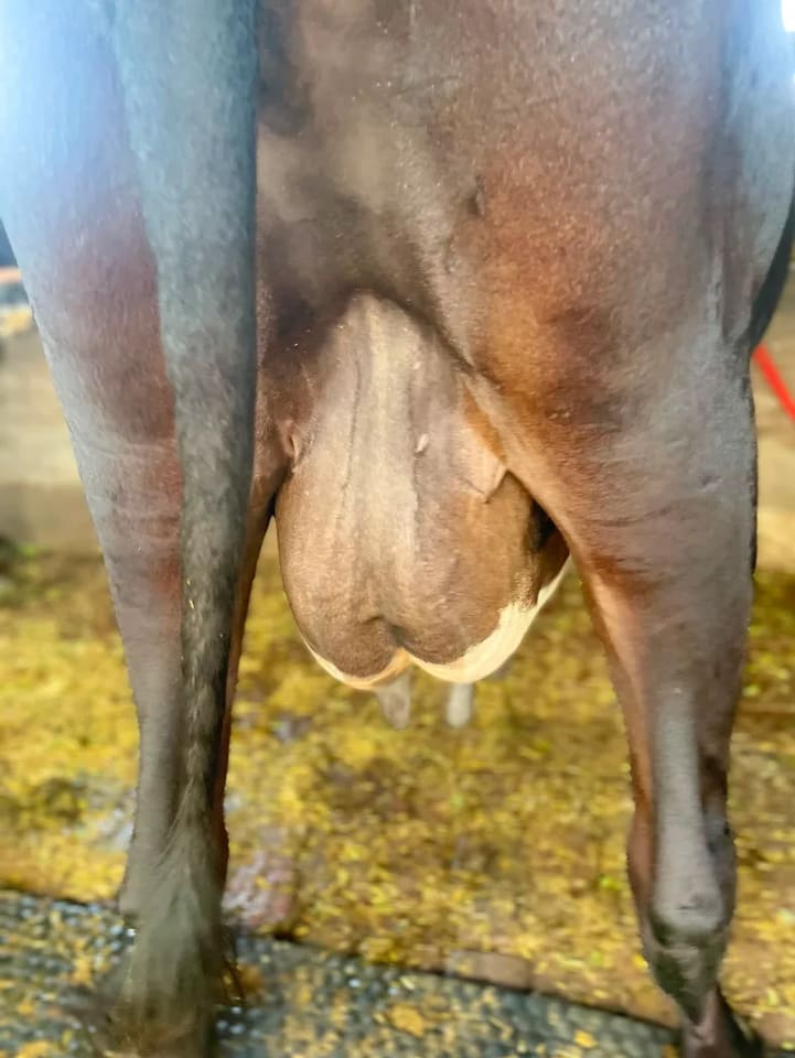 Others Cow in  HARYANA